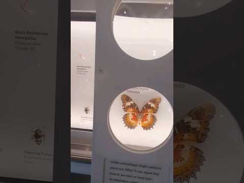 Museum of Natural History NYC მუზეუმი 🦋🪲 ##museum #nyc #bugs #nature